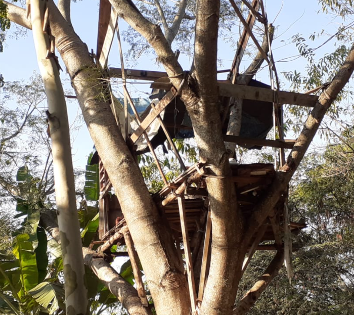 Pessoas em situaÃ§Ã£o de rua constroem abrigo em Ã¡rvores
