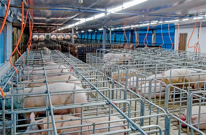 AUSTER suÃ­nos machos reprodutores alojados NutriÃ§Ã£o influencia na produtividade de suÃ­nos reprodutores - foto Poliana Campos