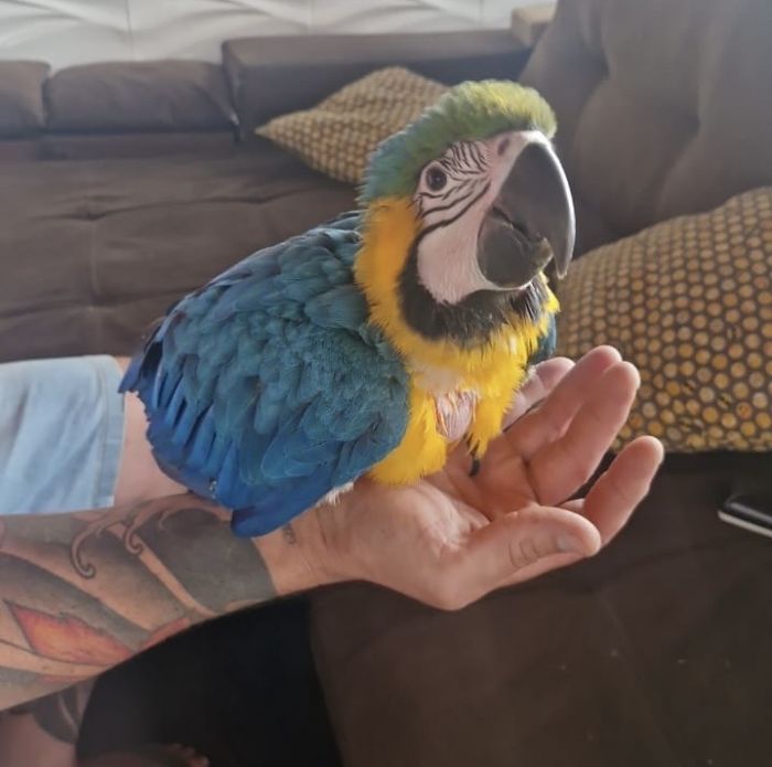 Polícia Ambiental apreende arara-canindé mantida com nota fiscal falsa em Cruzeiro