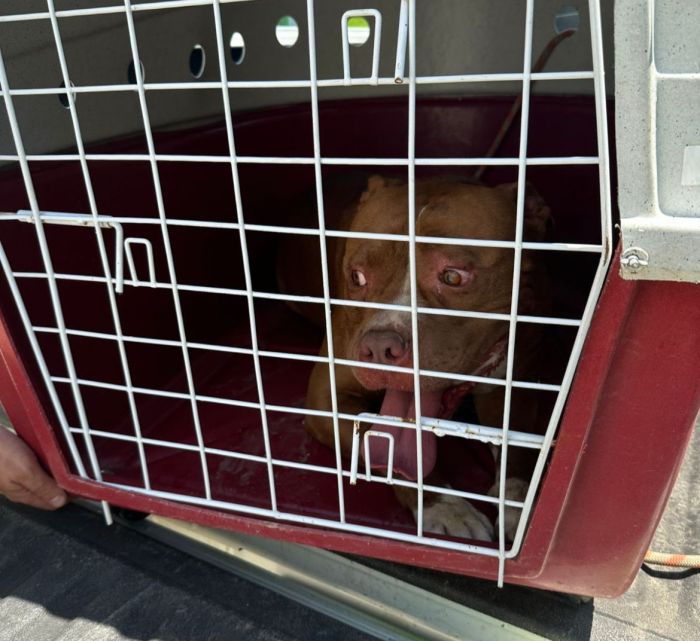 Bombeiros resgatam pitbull em situação de risco em via pública de Ilhabela