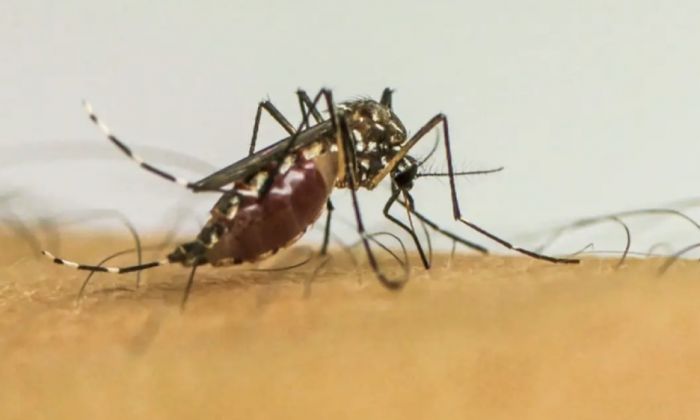 Taubaté registra queda de 89% nos casos de dengue, mas Saúde mantém alerta para prevenção