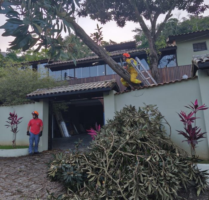 Via é liberada após árvore cair de residência e bloquear rua em São Sebastião