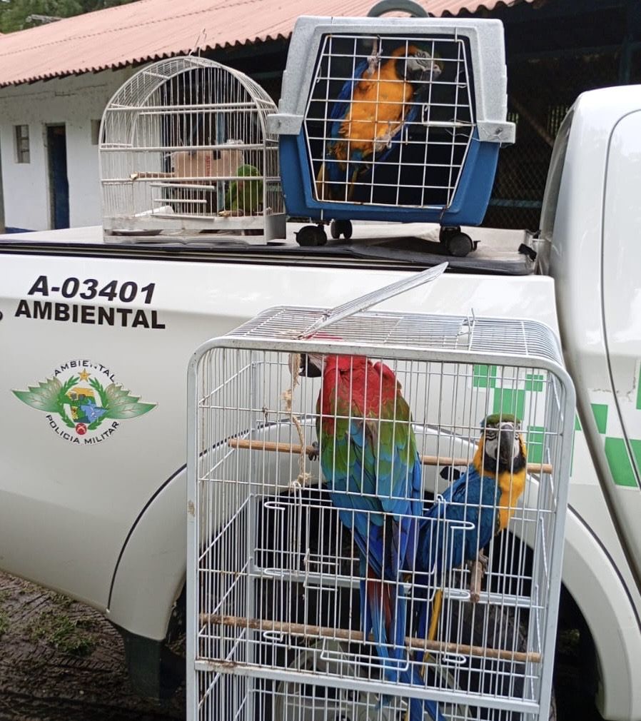 Polícia Ambiental aplica multa de R$ 32 mil por cativeiro ilegal de aves silvestres em Campos do Jordão