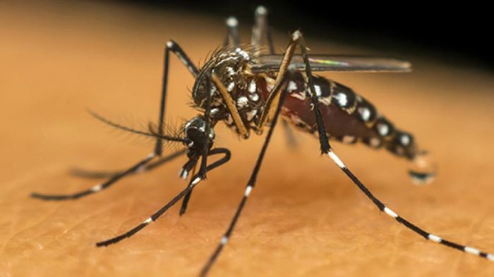 Jacareí registra queda no índice de infestação do Aedes aegypti em 2026