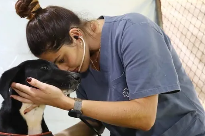 São José dos Campos abre 400 vagas gratuitas para castração e microchipagem de cães e gatos