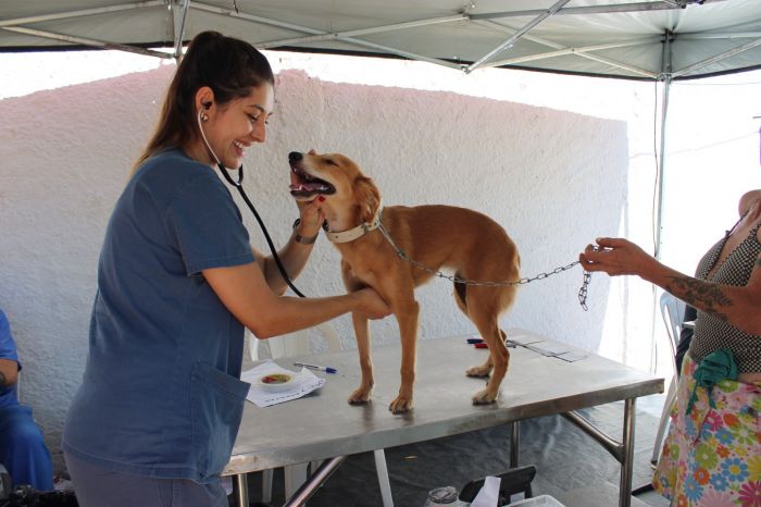 Pindamonhangaba abre inscrições para nova etapa de castração gratuita de cães e gatos