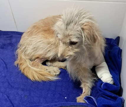 Defesa Animal apura caso de maus-tratos após cachorro ser atropelado em Pindamonhangaba