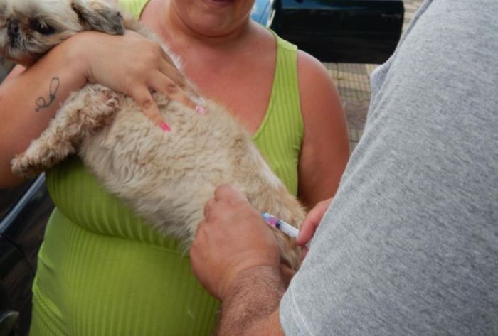 Cães e gatos podem ser vacinados contra a raiva nesta quarta-feira (25) em Taubaté
