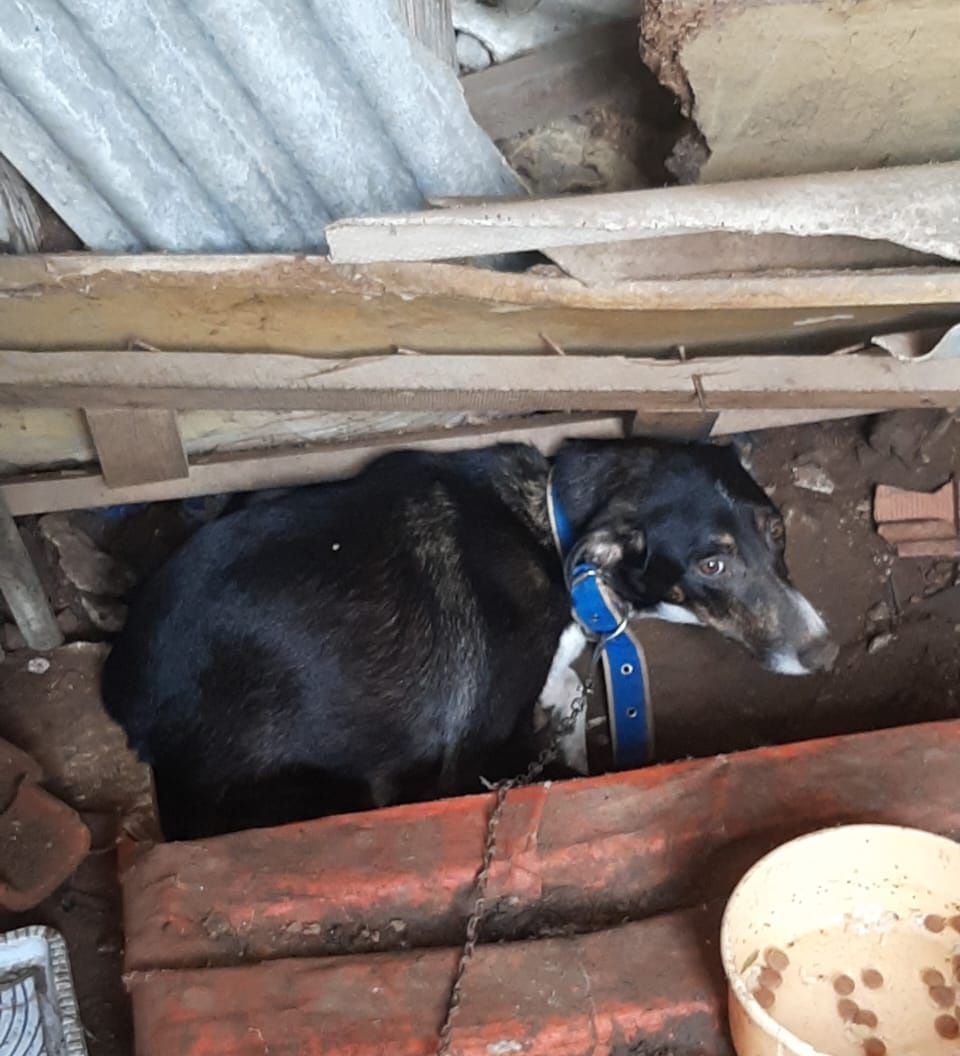 Cão é resgatado após denúncia de maus-tratos em Pindamonhangaba