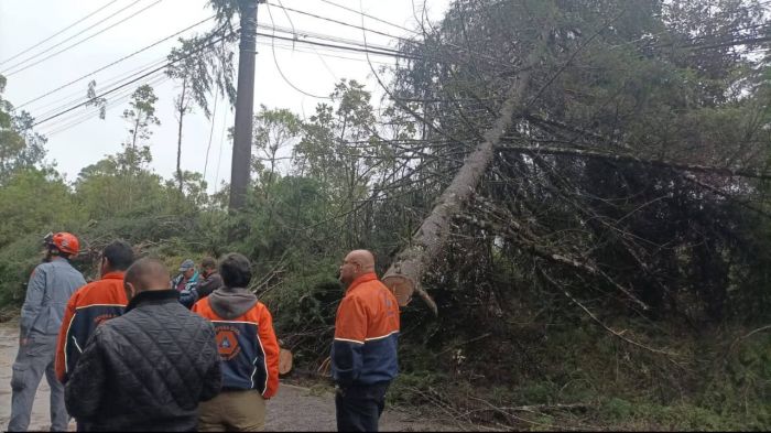 Queda de Árvores Interdita Estrada da Minalba em Campos do Jordão Após Forte Chuva