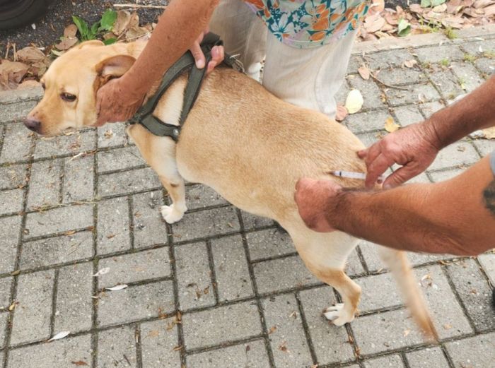 Taubaté promove vacinação antirrábica para cães e gatos no bairro Baronesa