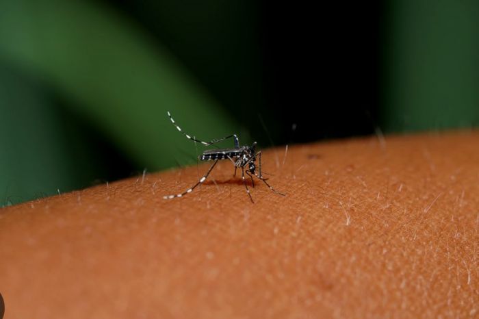 Taubaté registra morte por febre amarela e reforça vacinação após confirmação laboratorial