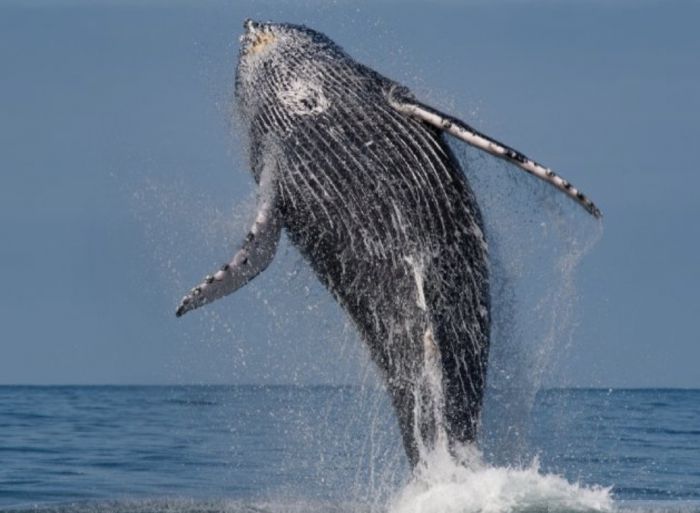 Avistamento de baleias coloca São Sebastião entre os melhores projetos de turismo sustentável da América Latina