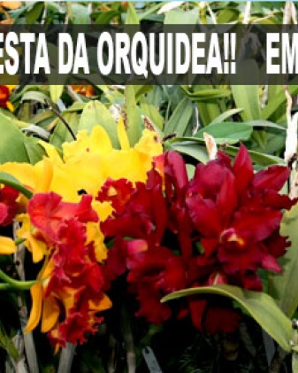 36.ª Feirart e 32.ª Festa da Orquídea de Santo Antônio do Pinhal